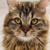 alion_cha
