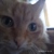 Crazy cat